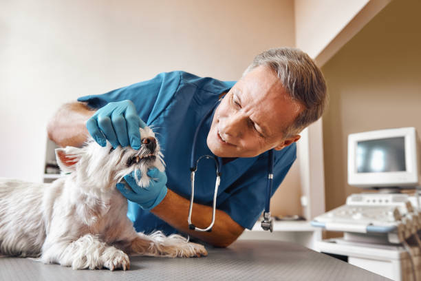 Best Pediatric Emergency Dentist in Cahokia, IL
